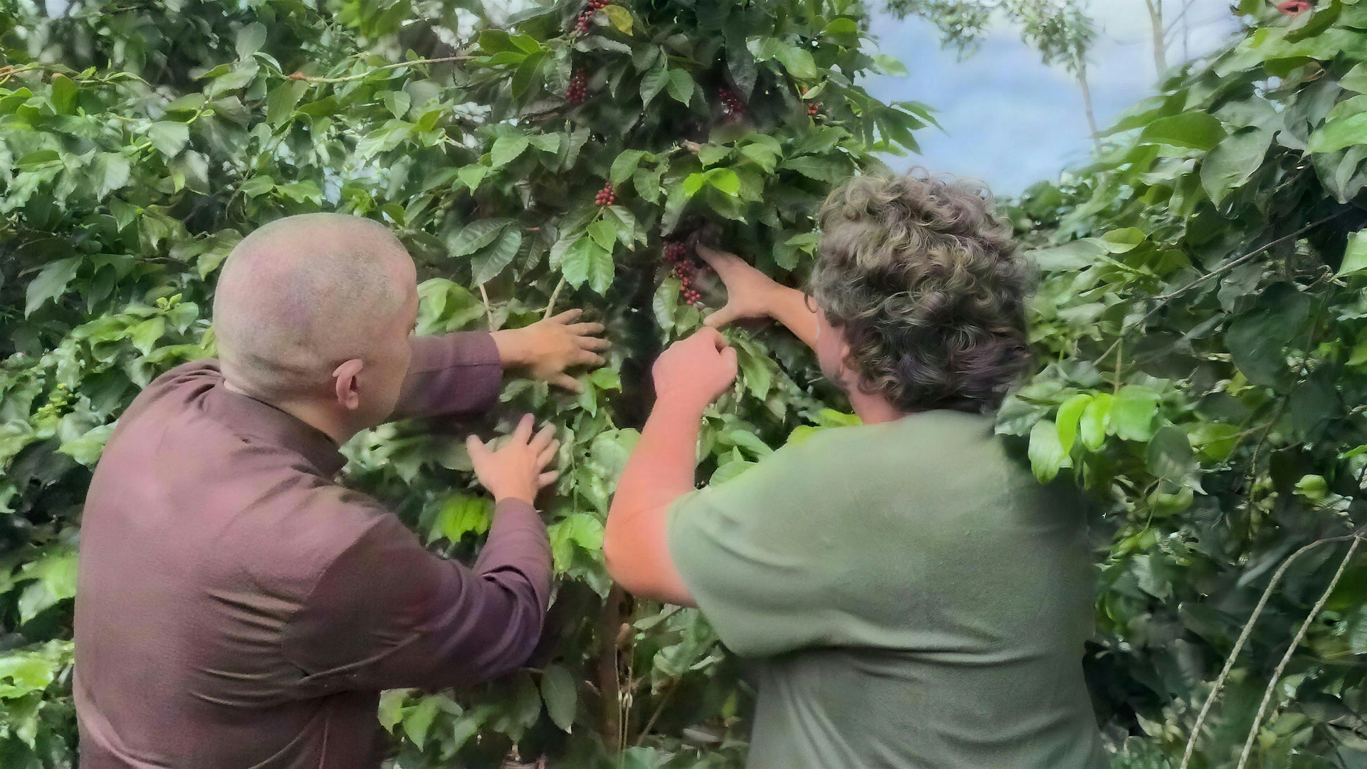 O padre e o produtor examinam juntos um galho de café