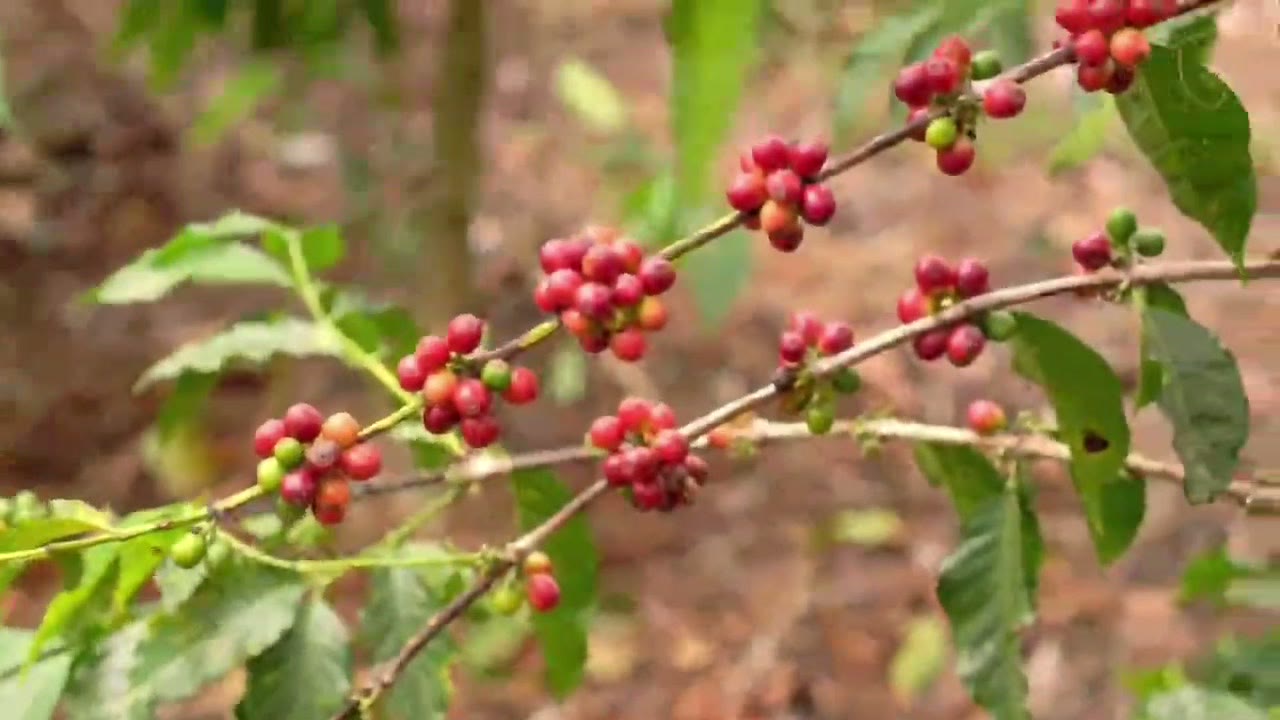 Galho de café carregado de cerejas vermelhas sobre a terra