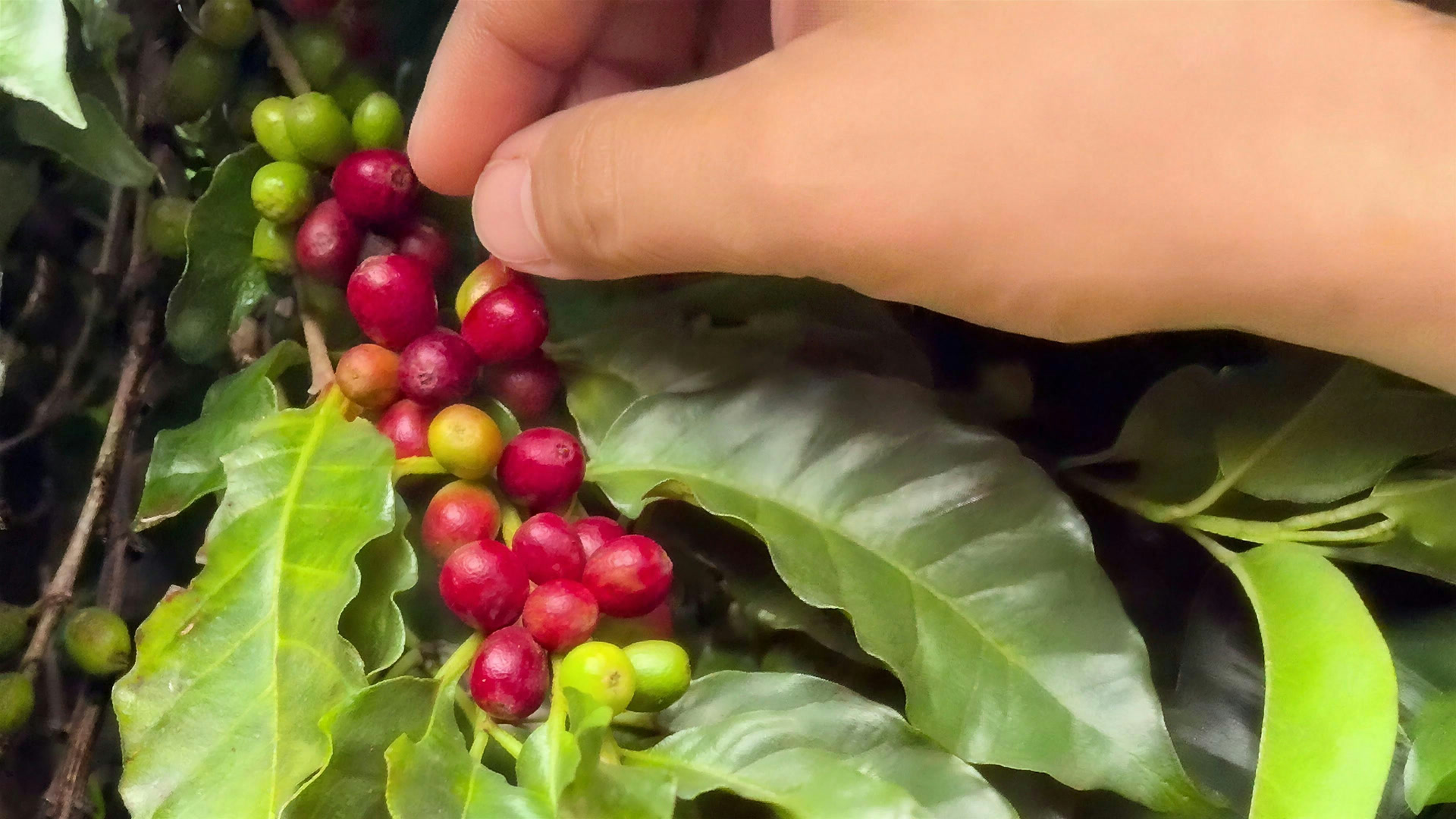 Mão colhendo cerejas de café vermelhas e maduras